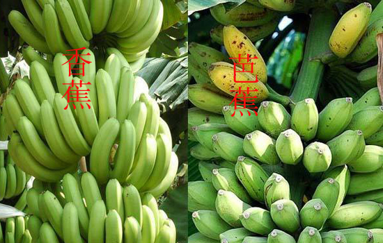 【芭蕉和香蕉的区别】详解它们有何不同
